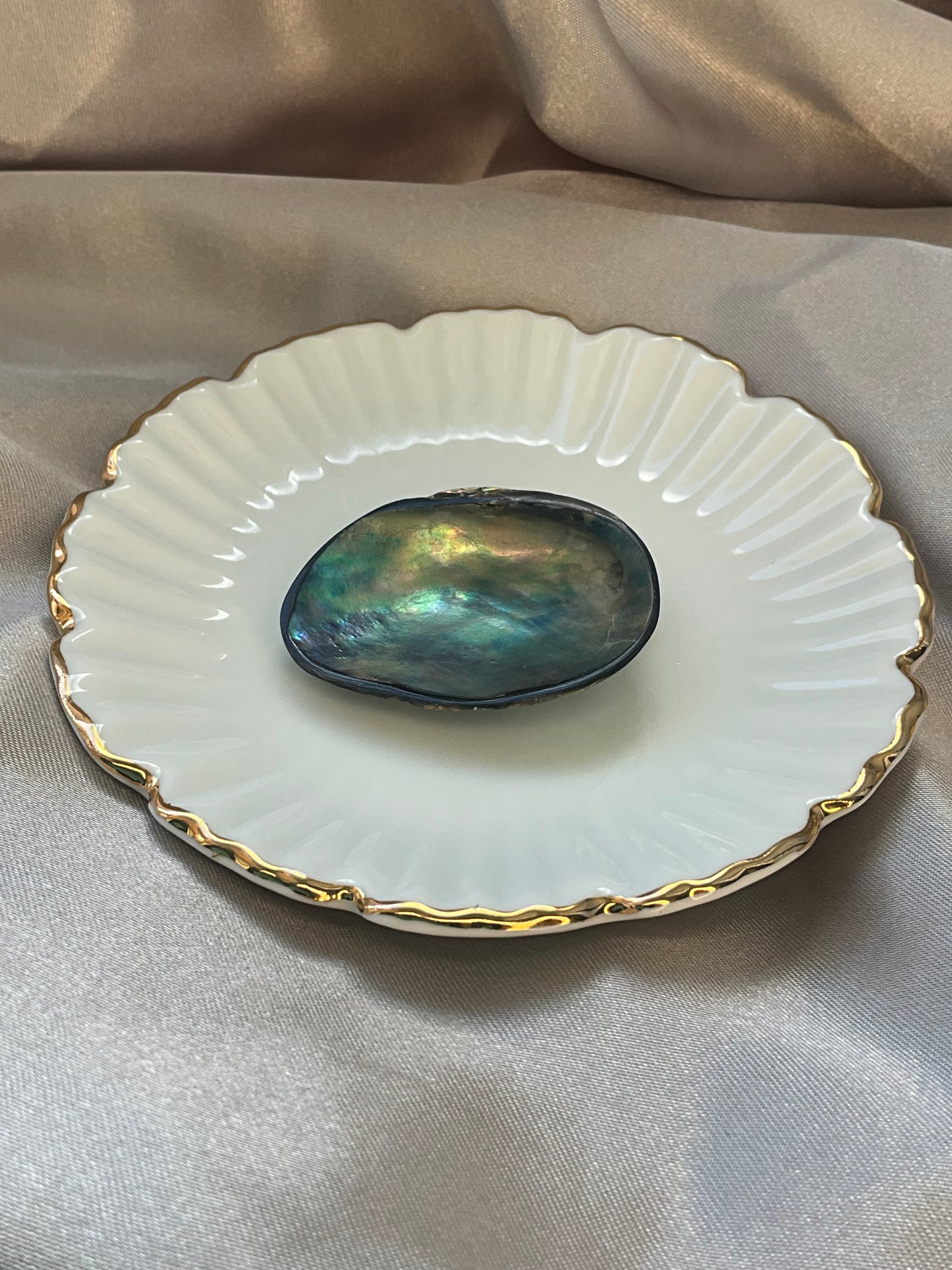 Abalone Shell small size high quality