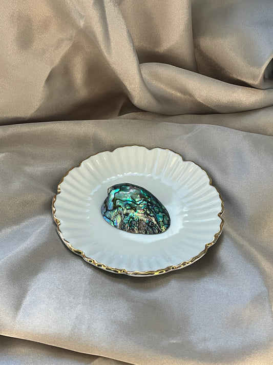 Abalone Shell small size high quality