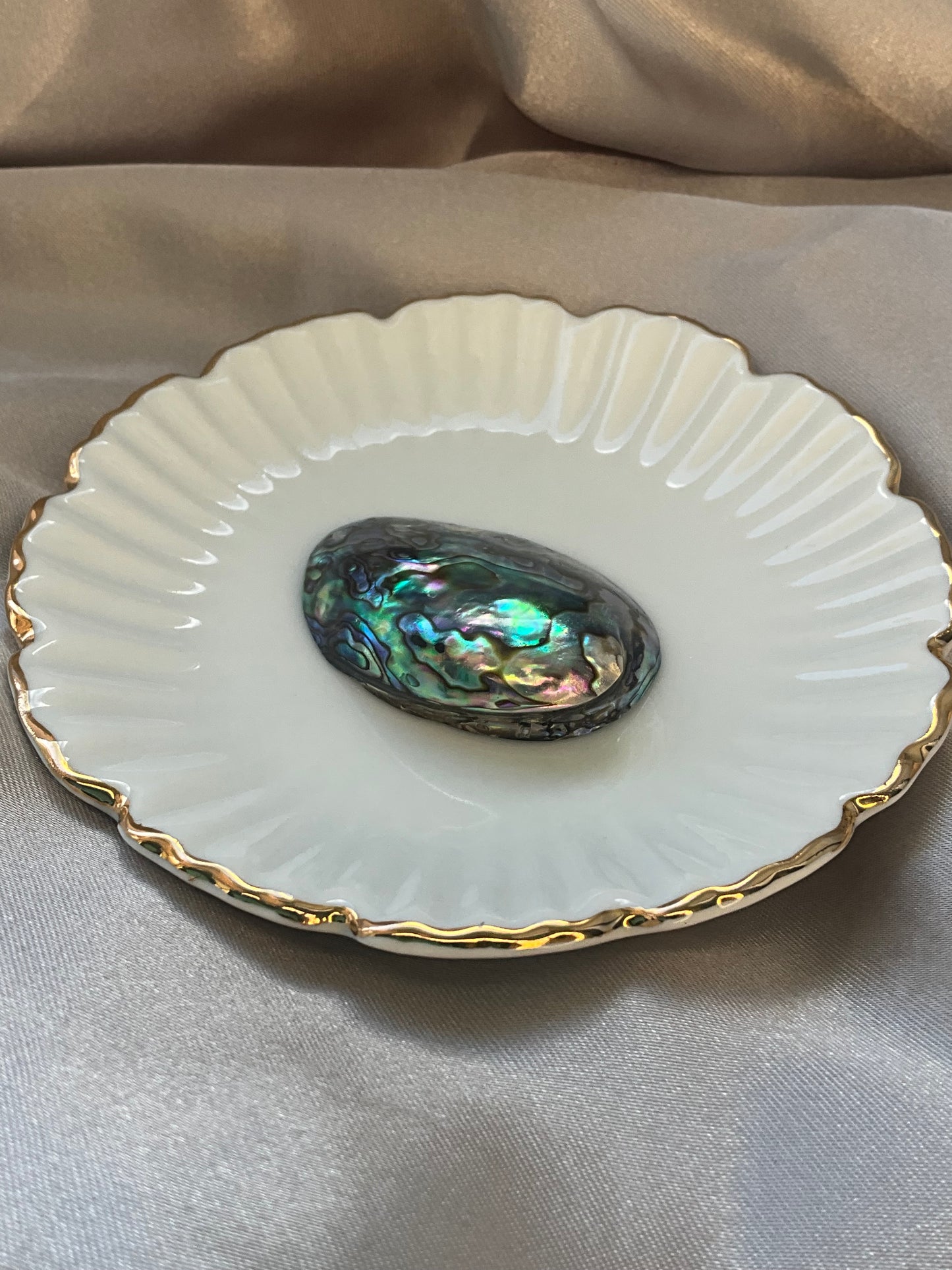 Abalone Shell small size high quality