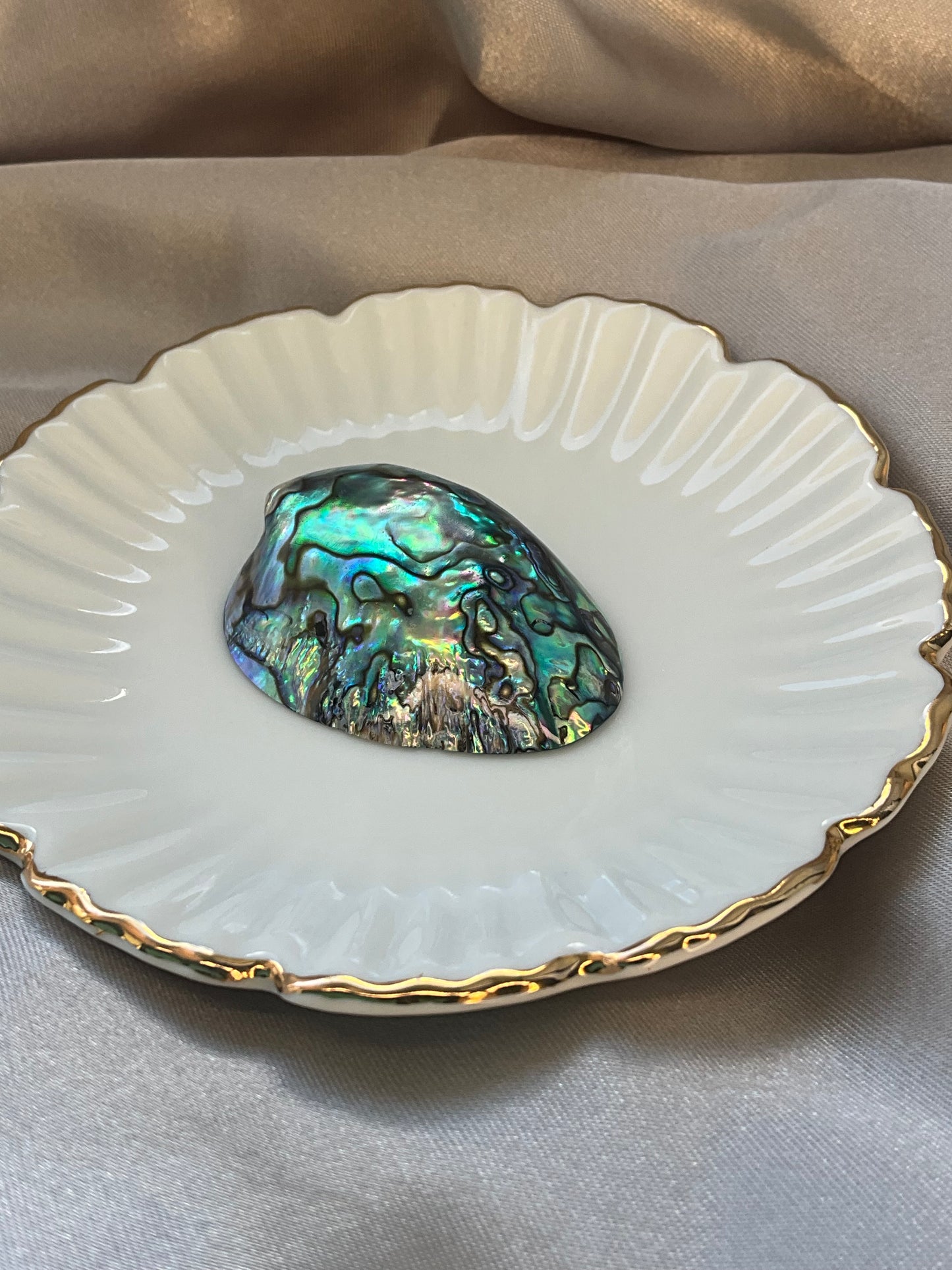 Abalone Shell small size high quality